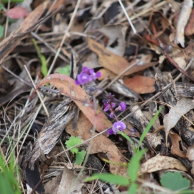 Glycine tabacina (Variable Glycine) at Yarralumla, ACT - 5 Jan 2024 by Mike