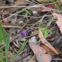 Glycine tabacina at Stirling Park - 5 Jan 2024