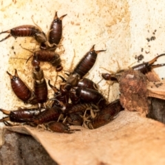 Forficula auricularia (European Earwig) at Scullin, ACT - 3 Jan 2024 by AlisonMilton