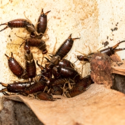 Forficula auricularia (European Earwig) at Scullin, ACT - 2 Jan 2024 by AlisonMilton