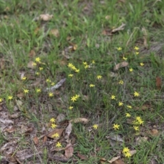 Tricoryne elatior (Yellow Rush Lily) at Yarralumla, ACT - 5 Jan 2024 by Mike