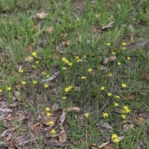 Tricoryne elatior at Stirling Park - 5 Jan 2024