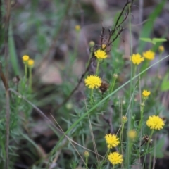 Rutidosis leptorhynchoides (Button Wrinklewort) at Stirling Park - 5 Jan 2024 by Mike