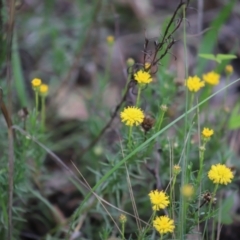 Rutidosis leptorhynchoides (Button Wrinklewort) at Yarralumla, ACT - 5 Jan 2024 by Mike