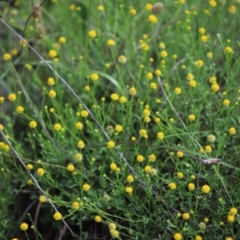 Calotis lappulacea (Yellow Burr Daisy) at Yarralumla, ACT - 5 Jan 2024 by Mike