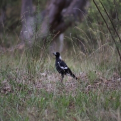 Gymnorhina tibicen (Australian Magpie) at Stirling Park - 5 Jan 2024 by Mike