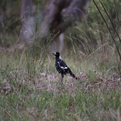 Gymnorhina tibicen (Australian Magpie) at Yarralumla, ACT - 5 Jan 2024 by Mike