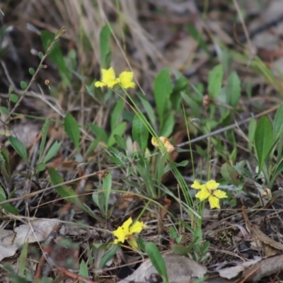 Goodenia hederacea subsp. hederacea (Ivy Goodenia, Forest Goodenia) at Stirling Park - 5 Jan 2024 by Mike