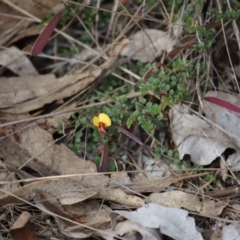 Bossiaea buxifolia (Matted Bossiaea) at Yarralumla, ACT - 5 Jan 2024 by Mike