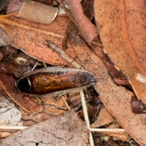 Johnrehnia concisa at Scullin, ACT - 3 Jan 2024 09:24 AM