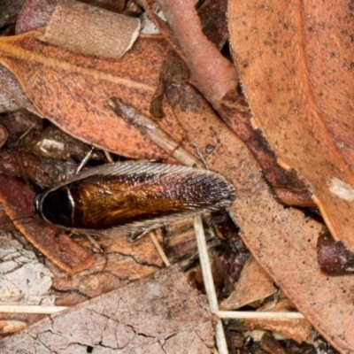 Johnrehnia concisa (A native cockroach) at Scullin, ACT - 3 Jan 2024 by AlisonMilton