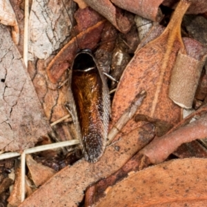 Johnrehnia concisa at Scullin, ACT - 3 Jan 2024 09:24 AM