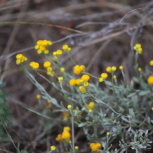 Chrysocephalum apiculatum at Stirling Park - 5 Jan 2024 04:33 PM