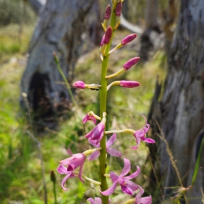 Dipodium roseum (Rosy Hyacinth Orchid) at QPRC LGA - 5 Jan 2024 by Csteele4