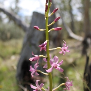 Dipodium roseum at QPRC LGA - 5 Jan 2024