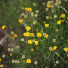 Calotis lappulacea (Yellow Burr Daisy) at Yarralumla, ACT - 5 Jan 2024 by Mike