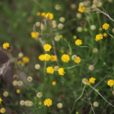 Calotis lappulacea (Yellow Burr Daisy) at Stirling Park - 5 Jan 2024 by Mike