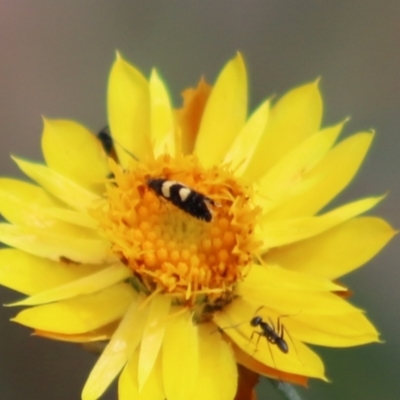 Glyphipterix chrysoplanetis (A Sedge Moth) at Yarralumla, ACT - 5 Jan 2024 by Mike