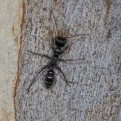 Myrmecia sp., pilosula-group (Jack jumper) at Scullin, ACT - 2 Jan 2024 by AlisonMilton