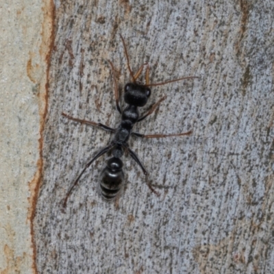 Myrmecia sp., pilosula-group (Jack jumper) at Scullin, ACT - 3 Jan 2024 by AlisonMilton