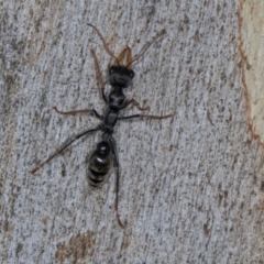 Myrmecia sp., pilosula-group at Scullin, ACT - 3 Jan 2024 09:26 AM