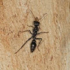 Myrmecia sp., pilosula-group at Scullin, ACT - 3 Jan 2024 09:26 AM