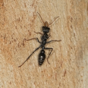 Myrmecia sp., pilosula-group at Scullin, ACT - 3 Jan 2024