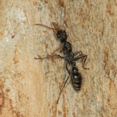 Myrmecia sp., pilosula-group at Scullin, ACT - 3 Jan 2024 09:26 AM