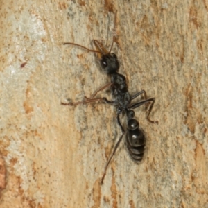 Myrmecia sp., pilosula-group at Scullin, ACT - 3 Jan 2024