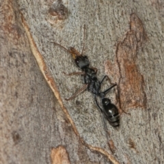 Myrmecia sp., pilosula-group at Scullin, ACT - 3 Jan 2024 09:26 AM