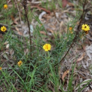 Xerochrysum viscosum at Stirling Park - 5 Jan 2024 04:36 PM