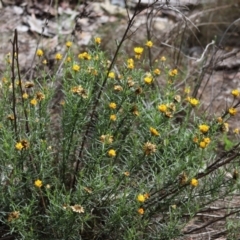 Xerochrysum viscosum at Stirling Park - 5 Jan 2024 04:36 PM