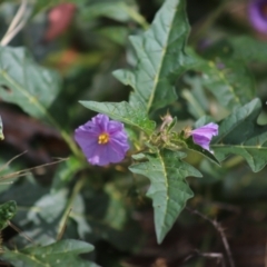 Solanum cinereum (Narrawa Burr) at Yarralumla, ACT - 5 Jan 2024 by Mike