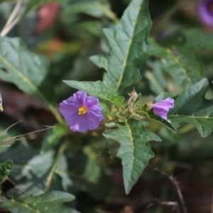 Solanum cinereum at Stirling Park - 5 Jan 2024