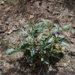 Solanum cinereum at Stirling Park - 5 Jan 2024