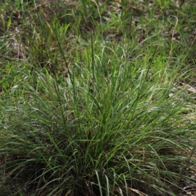 Sporobolus africanus (Parramatta Grass, Rat's Tail Grass) at Yarralumla, ACT - 5 Jan 2024 by Mike