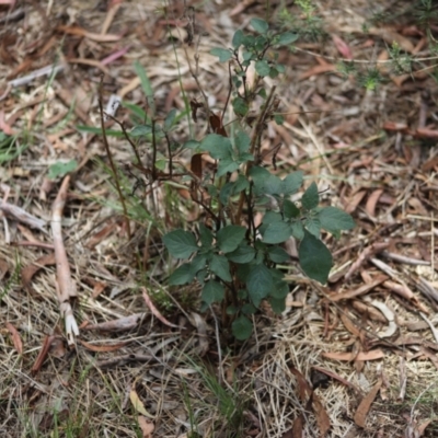 Solanum nigrum (Black Nightshade) at Stirling Park - 5 Jan 2024 by Mike