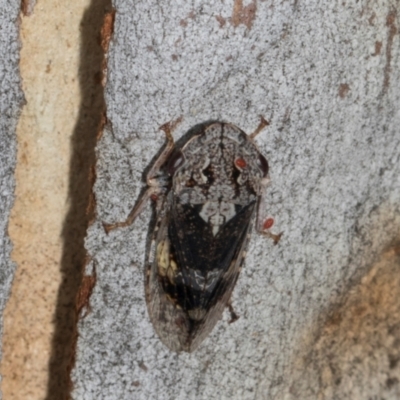 Stenocotis depressa (Leafhopper) at Scullin, ACT - 3 Jan 2024 by AlisonMilton