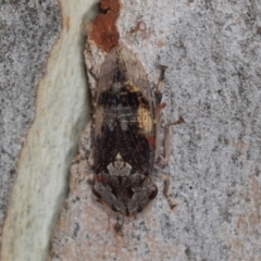 Stenocotis depressa at Scullin, ACT - 3 Jan 2024 09:39 AM