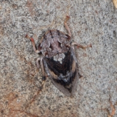 Stenocotis depressa at Scullin, ACT - 3 Jan 2024 09:39 AM