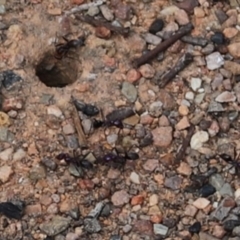 Iridomyrmex purpureus (Meat Ant) at Stirling Park - 5 Jan 2024 by Mike