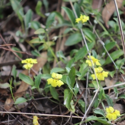 Goodenia hederacea subsp. hederacea (Ivy Goodenia, Forest Goodenia) at Yarralumla, ACT - 5 Jan 2024 by Mike