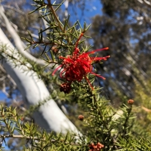 Grevillea juniperina subsp. fortis at Bruce Ridge to Gossan Hill - 1 Oct 2018