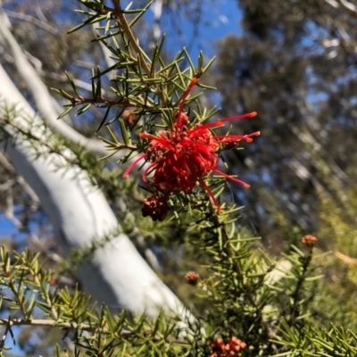 Grevillea juniperina subsp. fortis (Grevillea) at Bruce Ridge to Gossan Hill - 1 Oct 2018 by Hejor1