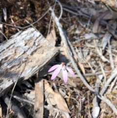Caladenia fuscata (Dusky Fingers) at Bruce, ACT - 7 Oct 2018 by Hejor1