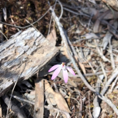 Caladenia fuscata (Dusky Fingers) at Bruce, ACT - 7 Oct 2018 by Hejor1