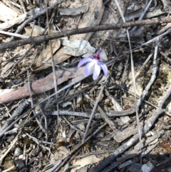 Cyanicula caerulea (Blue Fingers, Blue Fairies) at Bruce Ridge - 7 Oct 2018 by Hejor1