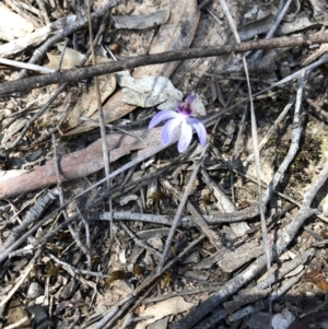 Cyanicula caerulea at Bruce Ridge to Gossan Hill - 7 Oct 2018