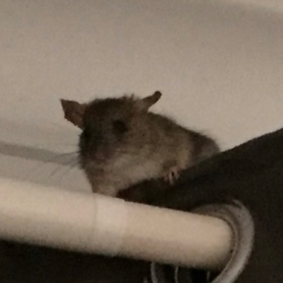 Rattus rattus (Black Rat) at Braddon, ACT - 28 Mar 2018 by Hejor1