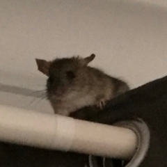 Rattus rattus (Black Rat) at City Renewal Authority Area - 28 Mar 2018 by Hejor1